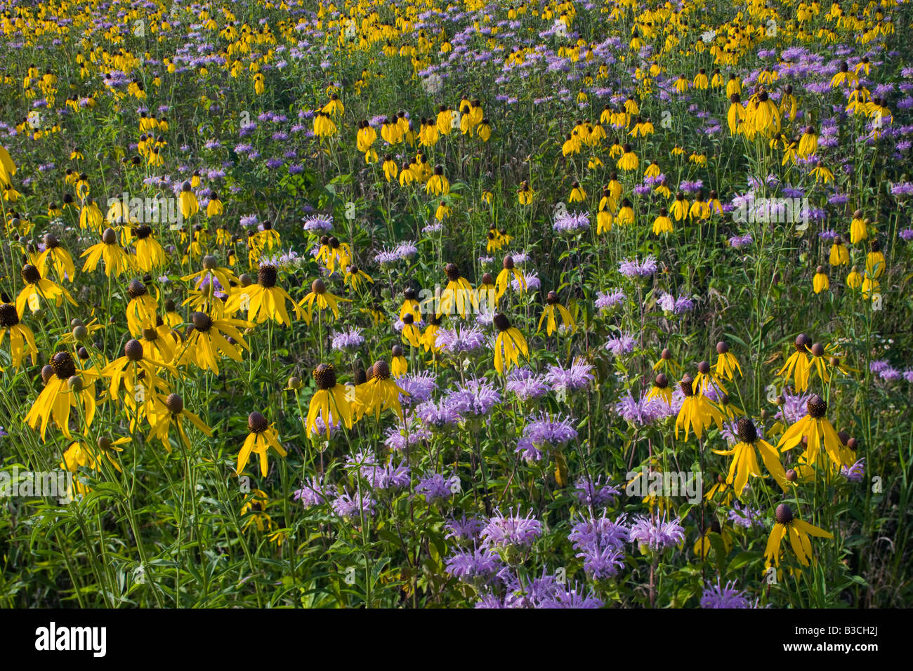 wilde Bergamotte und gelben Sonnenhut, The Prairie-Enthusiasten Schurch Thomson Prairie, Iowa County, Wisconsin Stockfoto