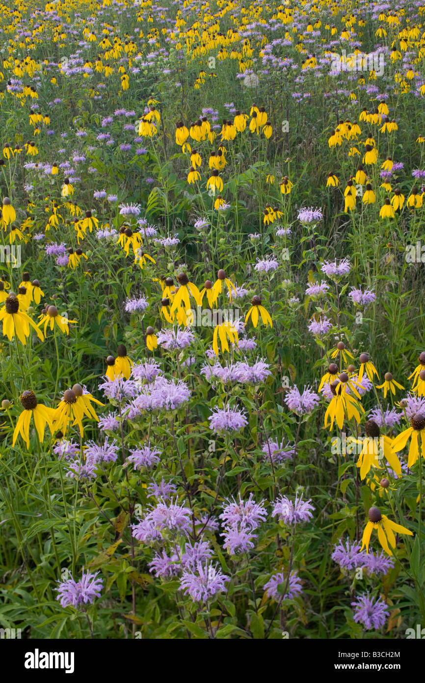 wilde Bergamotte und gelben Sonnenhut, The Prairie-Enthusiasten Schurch Thomson Prairie, Iowa County, Wisconsin Stockfoto