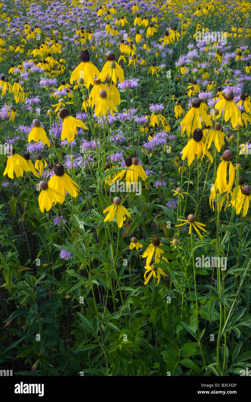 wilde Bergamotte und gelben Sonnenhut, The Prairie-Enthusiasten Schurch Thomson Prairie, Iowa County, Wisconsin Stockfoto