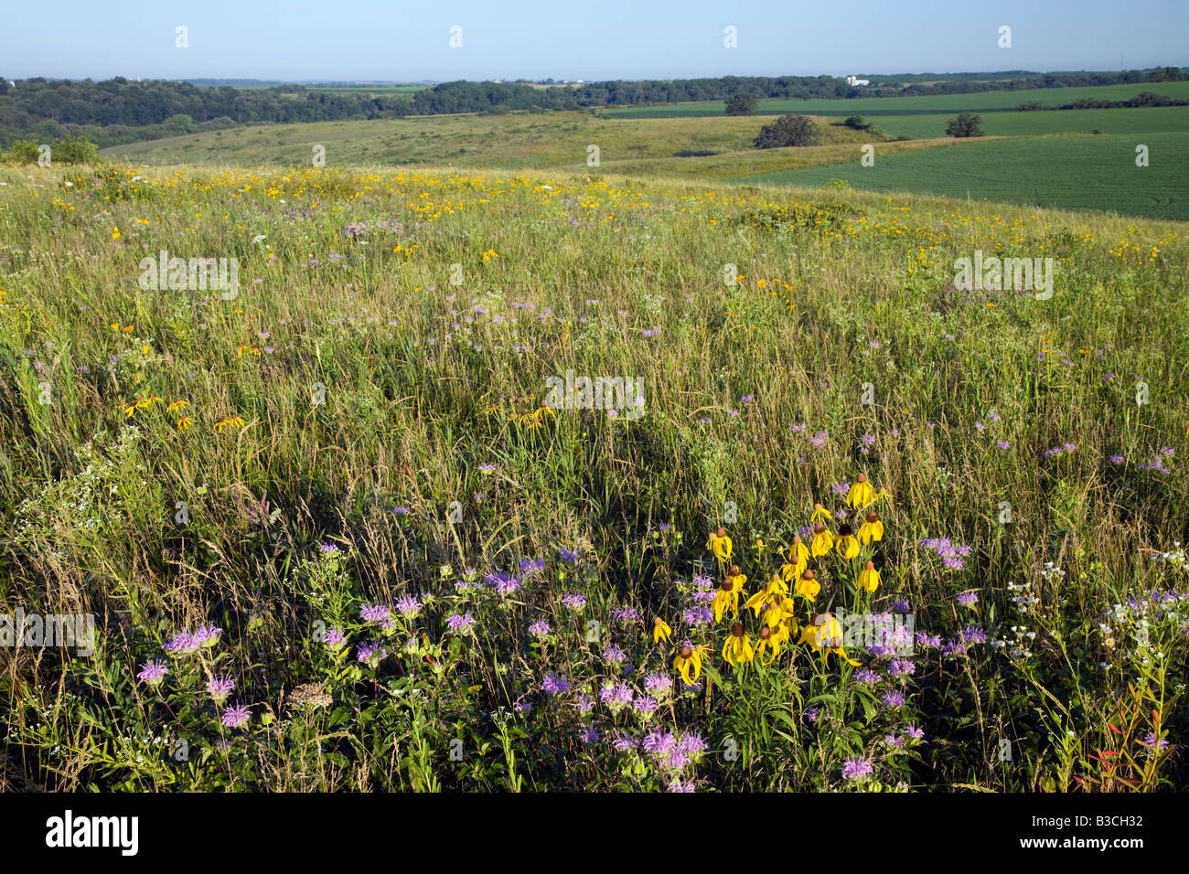 Native Prairie, Thomson Memorial Prairie (The Nature Conservancy Preserve), Dane County, Wisconsin Stockfoto