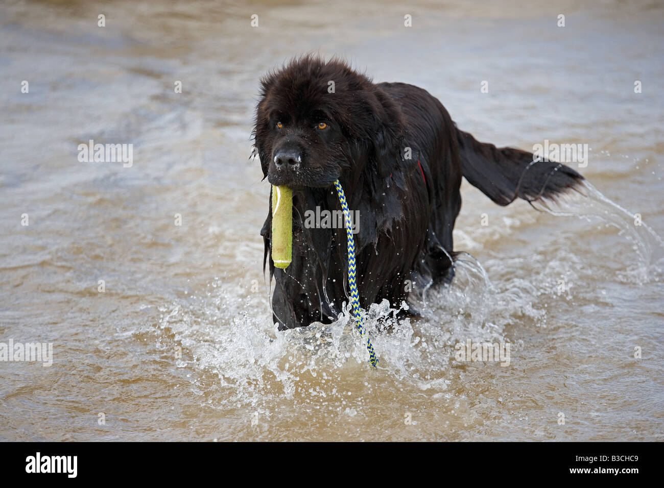 Neufundland Hund ausgebildet für Seerettung Stockfoto