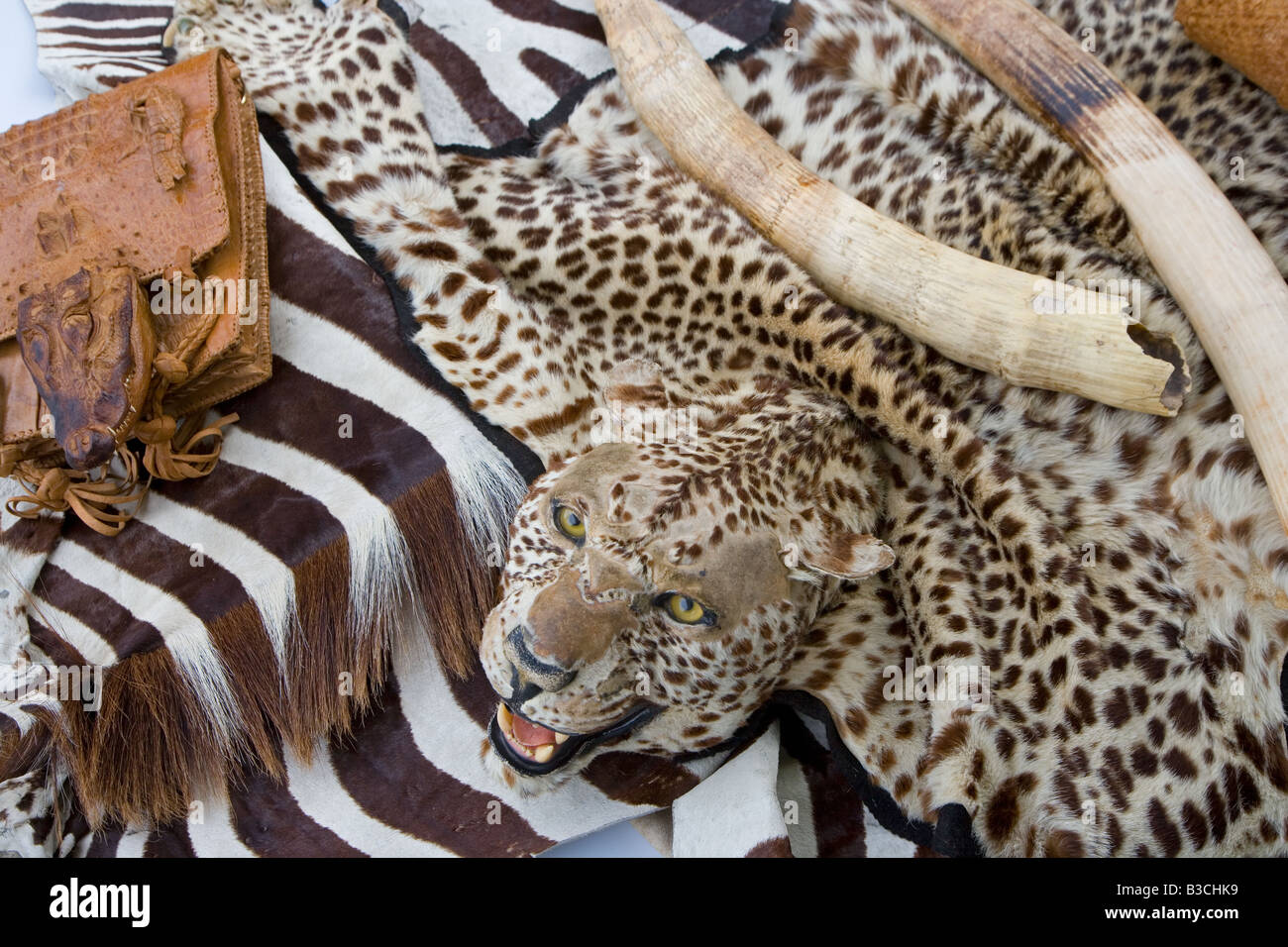 Zoll beschlagnahmt Leopard Felltasche und Stoßzähne Stockfoto