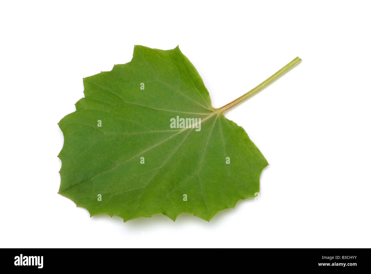 Blatt der Heilpflanze Huflattich Tussilago farfara Stockfoto