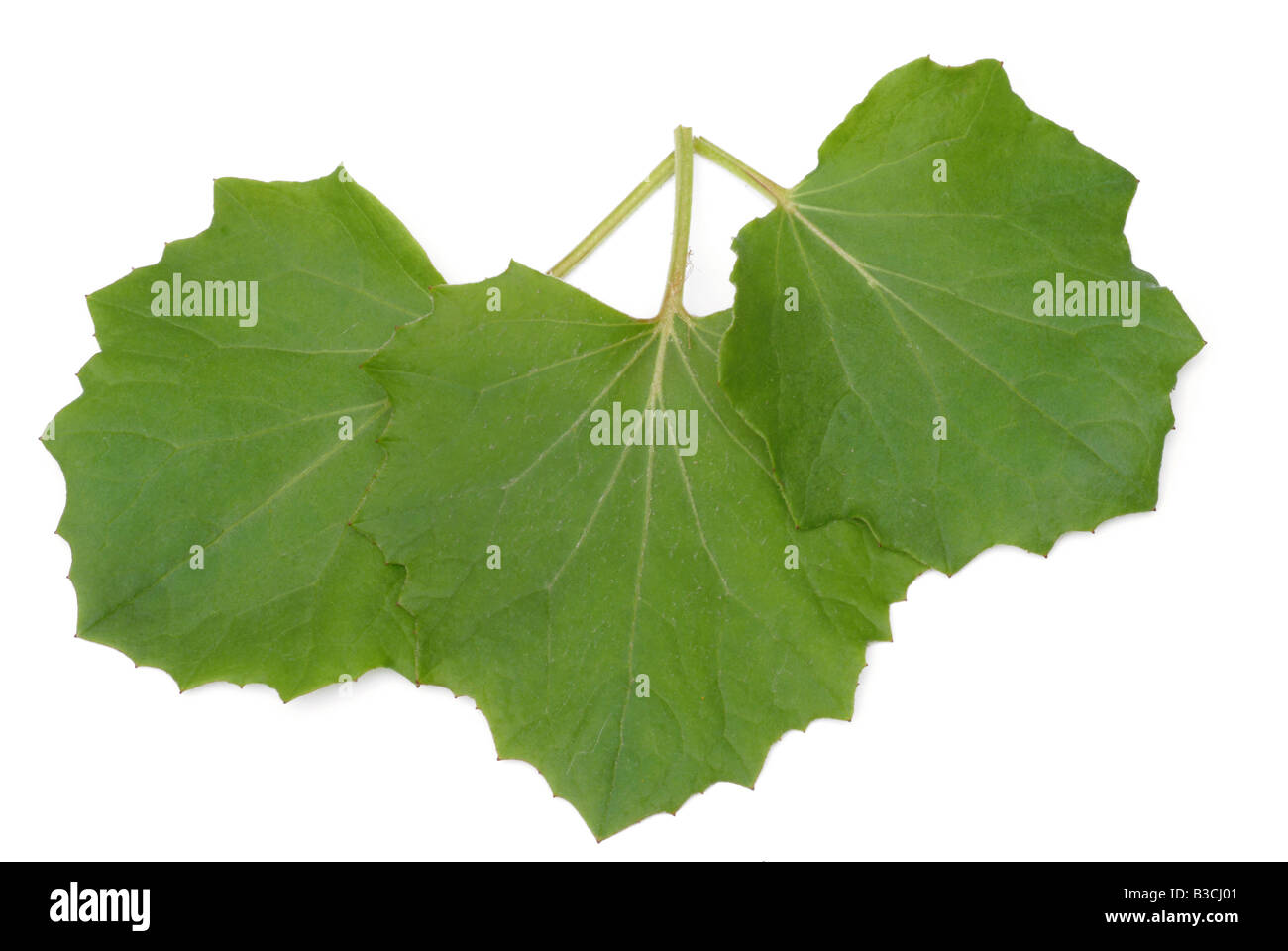 Blatt der Heilpflanze Huflattich Tussilago farfara Stockfoto