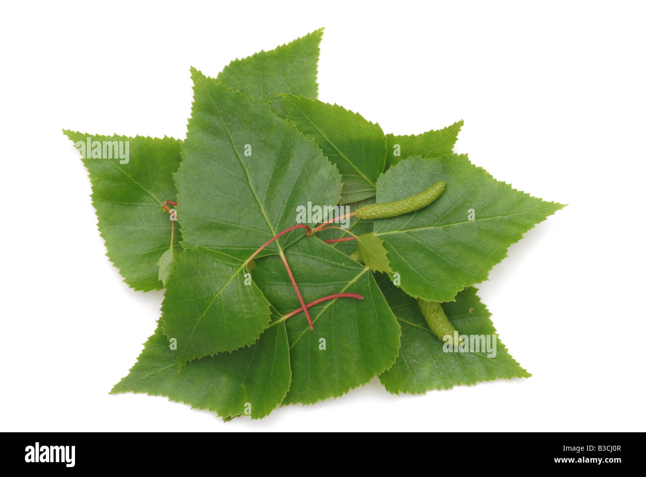 Heilpflanze Birke Silver Birch Birchtree Betula Pendel Stockfoto