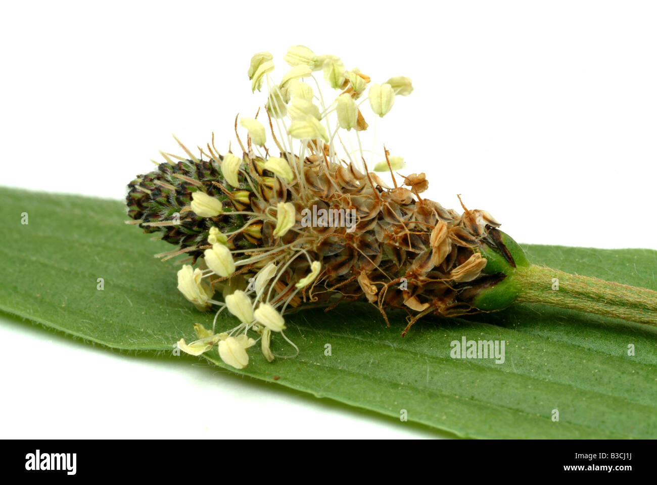 Heilpflanze lange Endivie Spitzwegerich Spitzwegerich Spitzwegerich Englisch Wegerich Plantago lanceolata Stockfoto