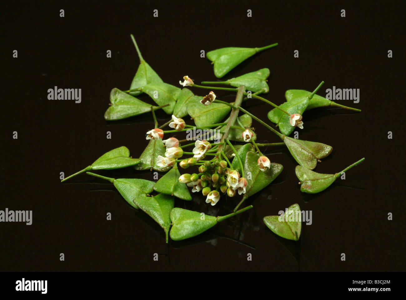 Heilpflanze Shepherd s Geldbörse Capsella Capsella Bursa pastoris Stockfoto