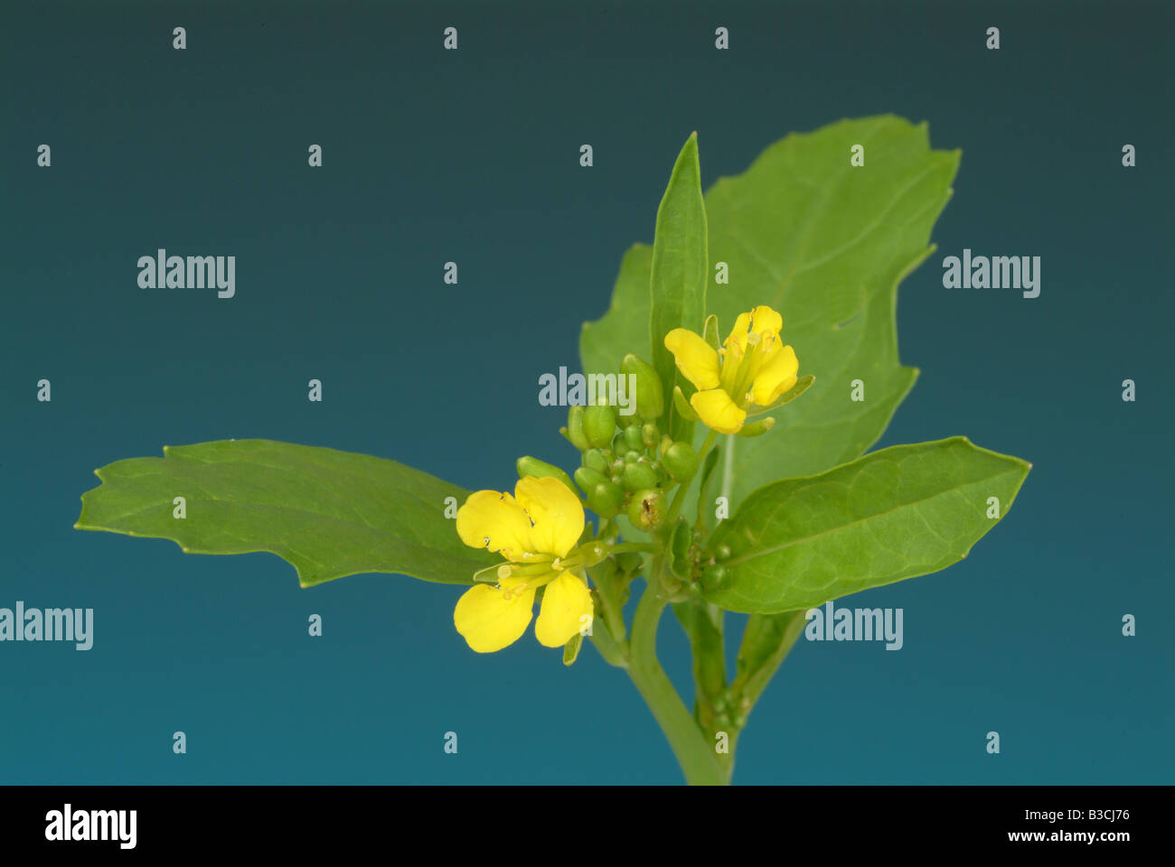 Heilpflanze und Gewürz schwarzer Senf Brassica Nero Schwarzkohl Senape nero Stockfoto