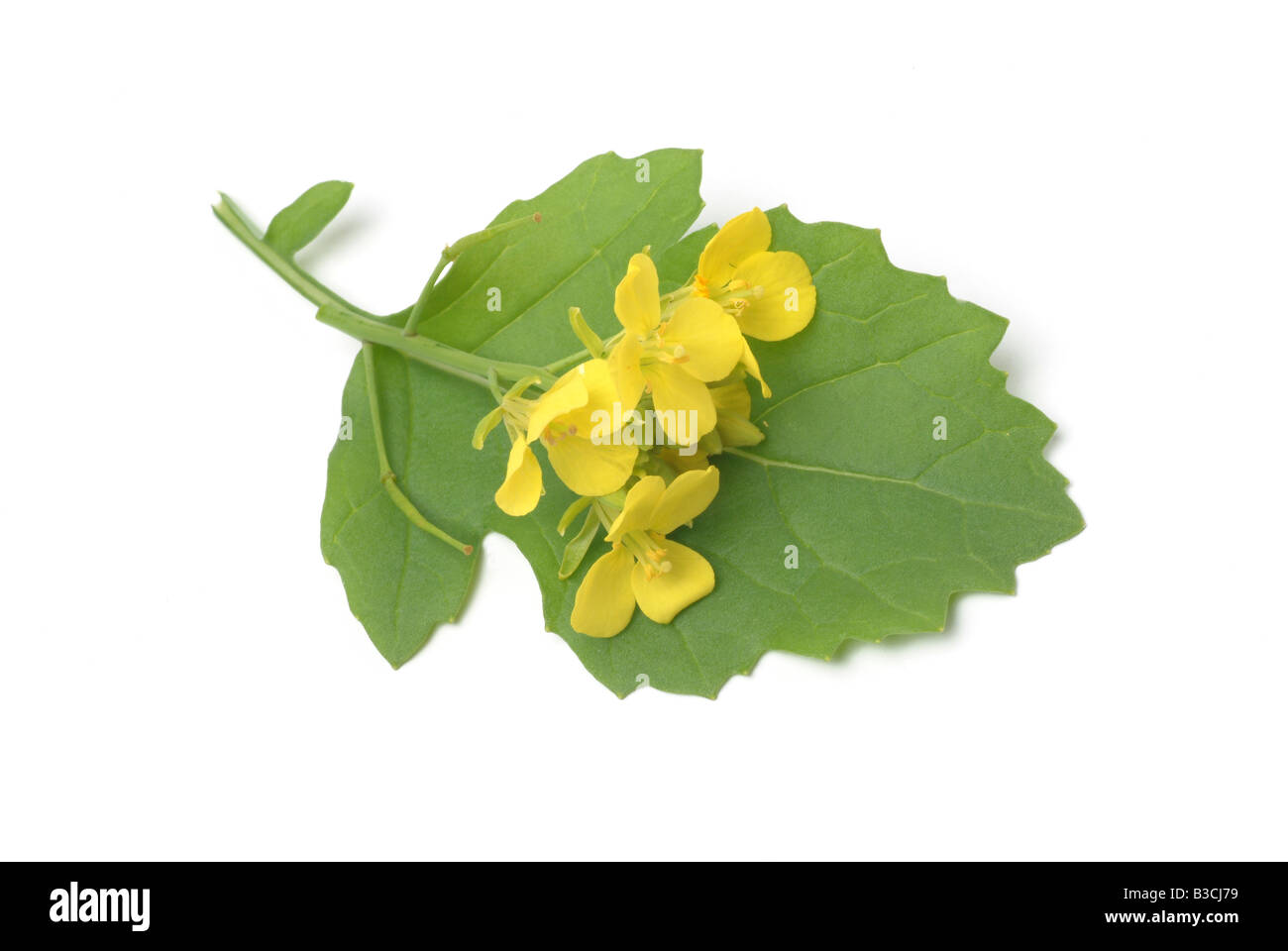 Heilpflanze und Gewürz schwarzer Senf Brassica Nero Schwarzkohl Senape nero Stockfoto