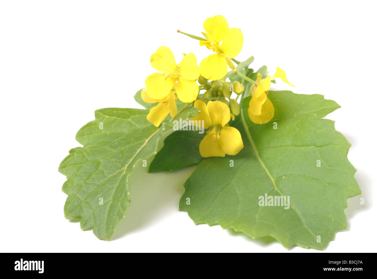 Heilpflanze und Gewürz schwarzer Senf Brassica Nero Schwarzkohl Senape nero Stockfoto