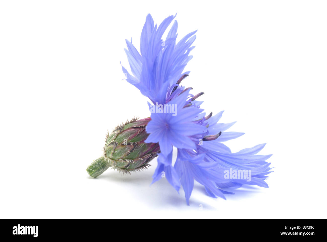 Heilpflanze Kornblume Centaurea cyanus Stockfoto