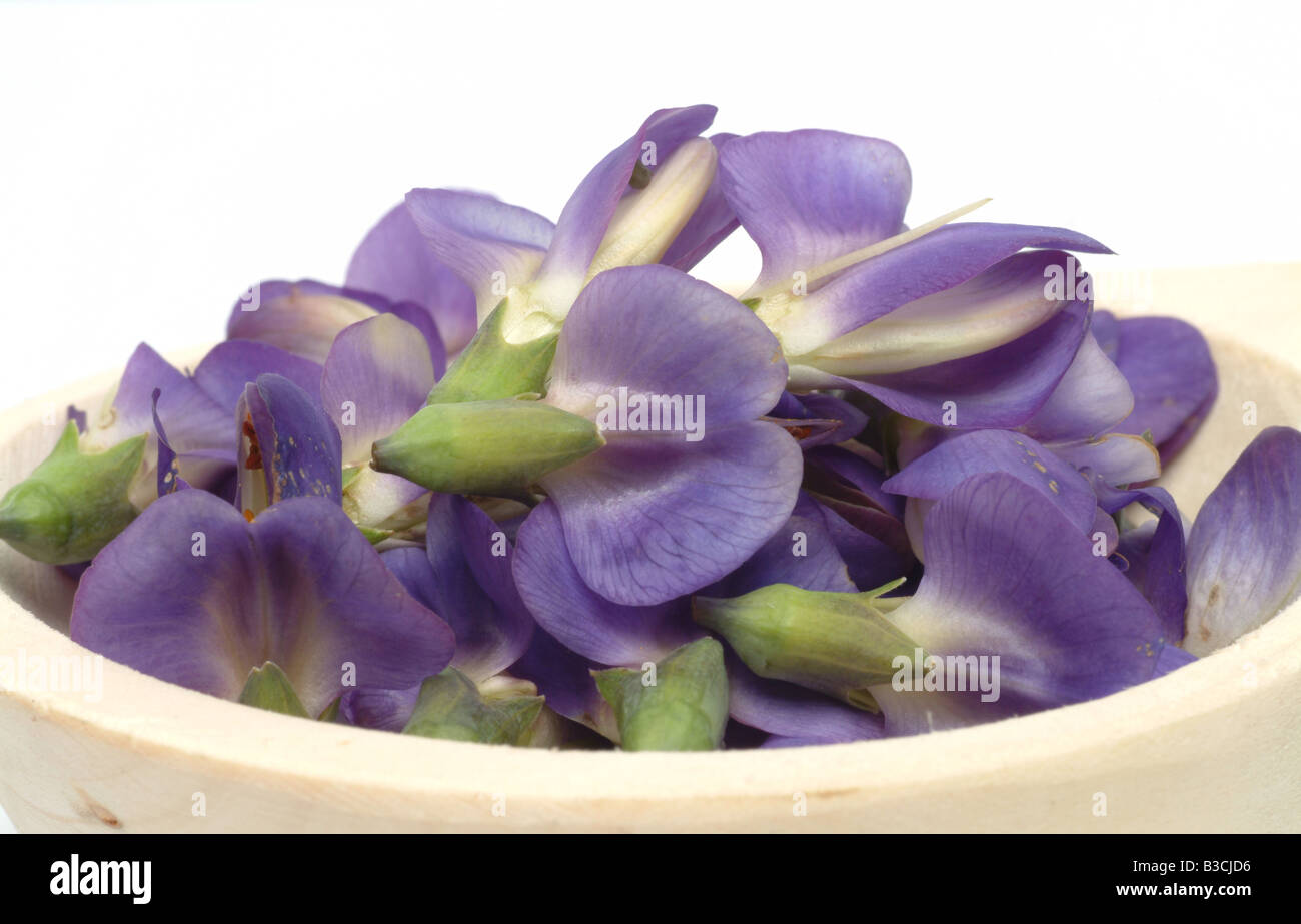 Heilpflanze Blau Indigo wildem Indigo Baptisia australis Stockfoto