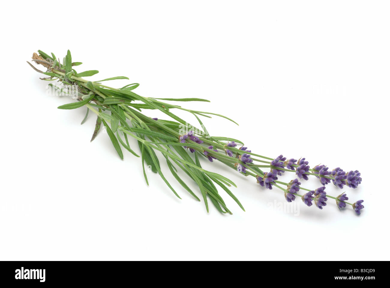 Heilpflanze Lavendel Lavandula Angustifolia Lavandula Officinalis Lavendel vulgaris Stockfoto