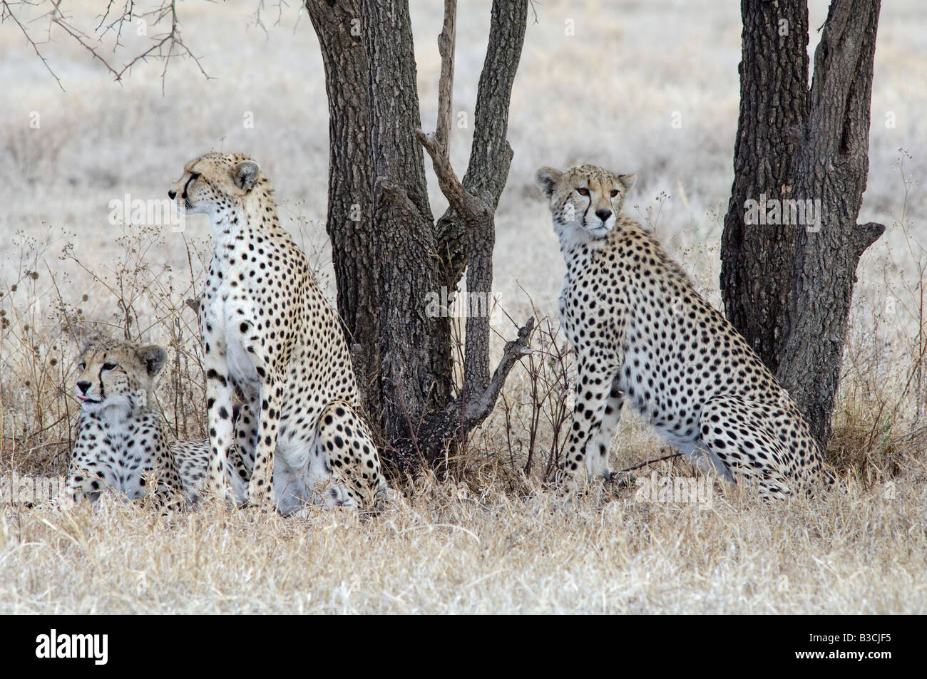 Gepard Wurfgeschwistern Erwachsenen jungen Acinonyx Jubatus Ndutu Ngorongoro Tansania Stockfoto