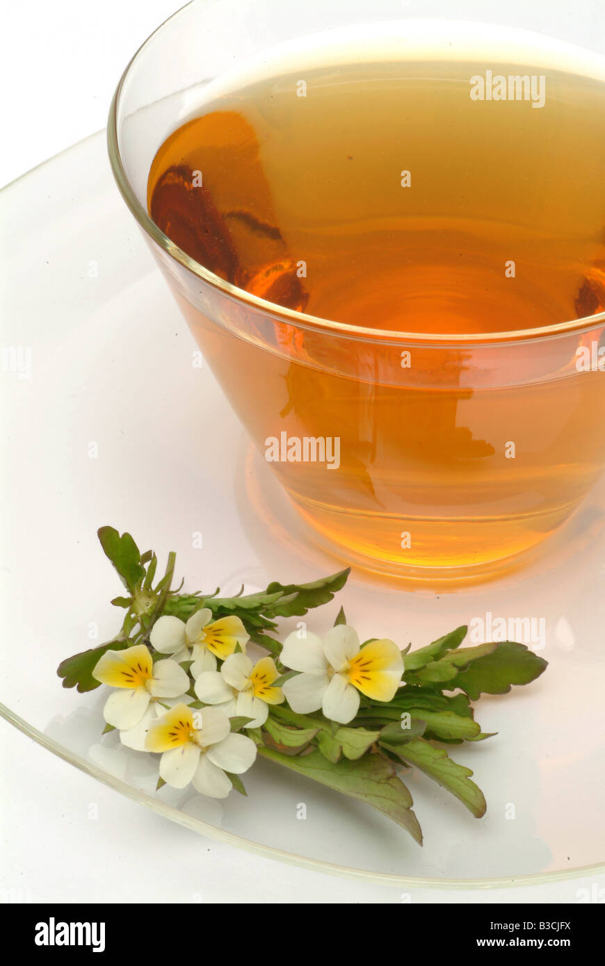 medizinischer Tee aus Stiefmütterchen wilde Stiefmütterchen frische Blüten  und Tasse Tee Kraut Heilpflanze Viola del Pensiero Te Stockfotografie -  Alamy