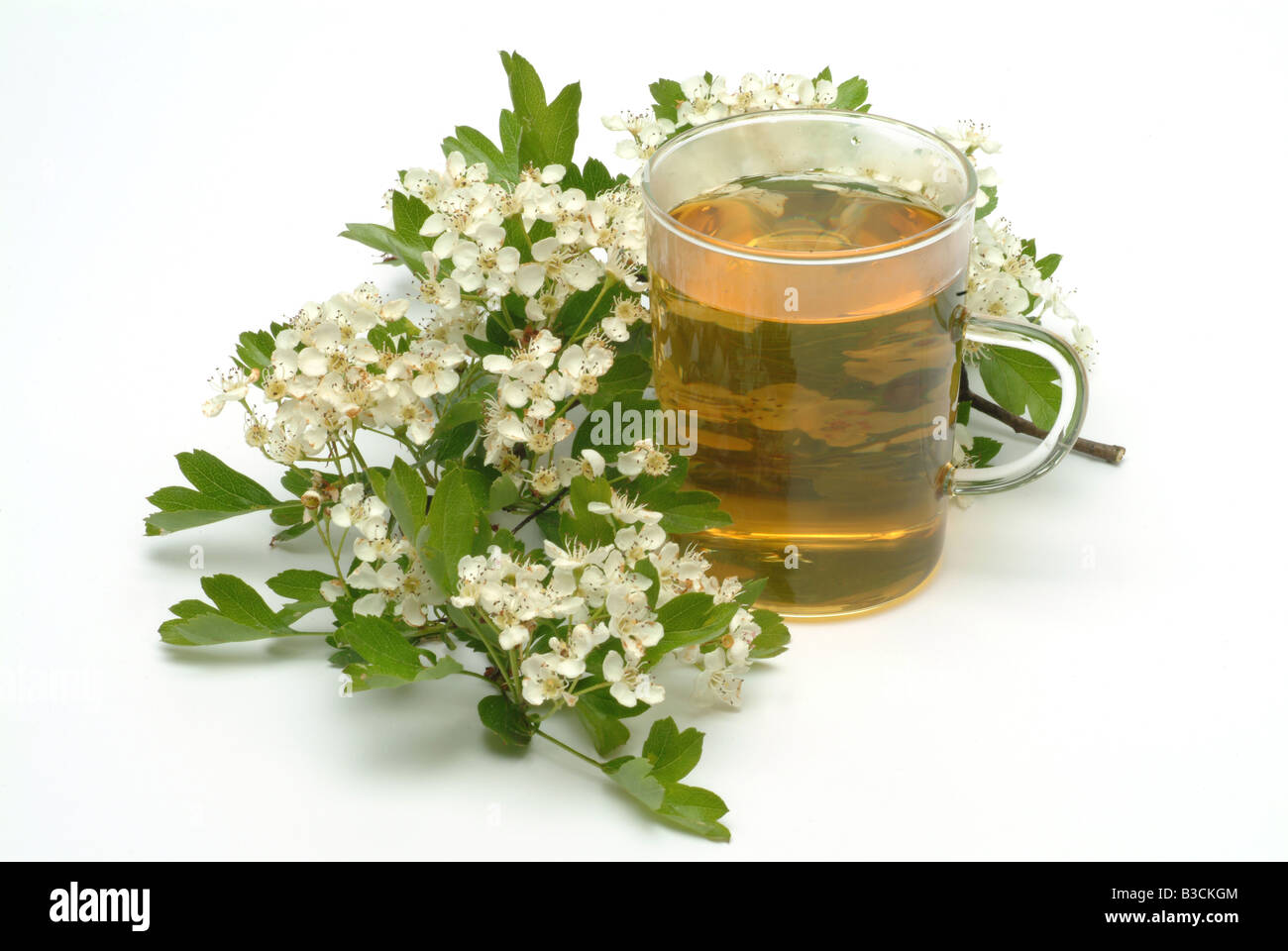 medizinischer Tee aus gemeinsamen Weißdorn frische Teile und Tasse Tee Kraut Heilpflanze Biancospino Comune Te Stockfoto