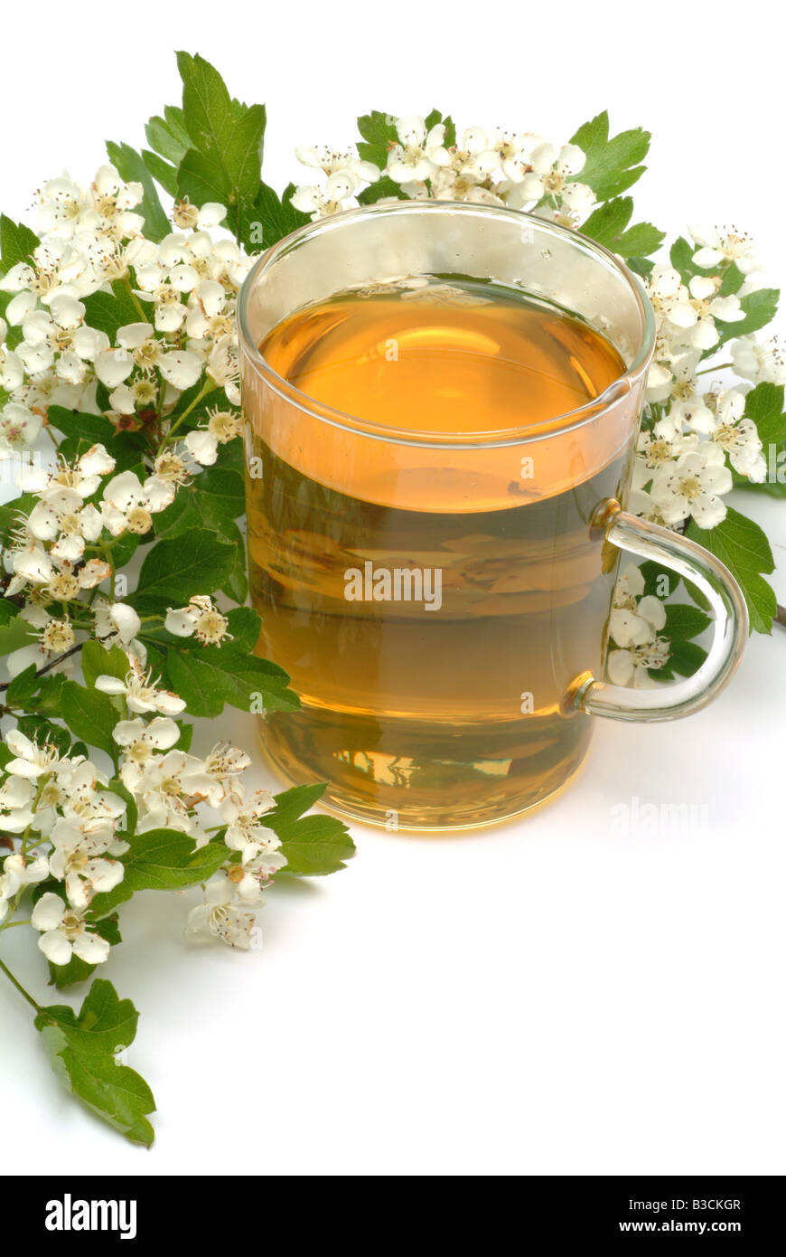 medizinischer Tee aus gemeinsamen Weißdorn frische Teile und Tasse Tee Kraut Heilpflanze Biancospino Comune Te Stockfoto