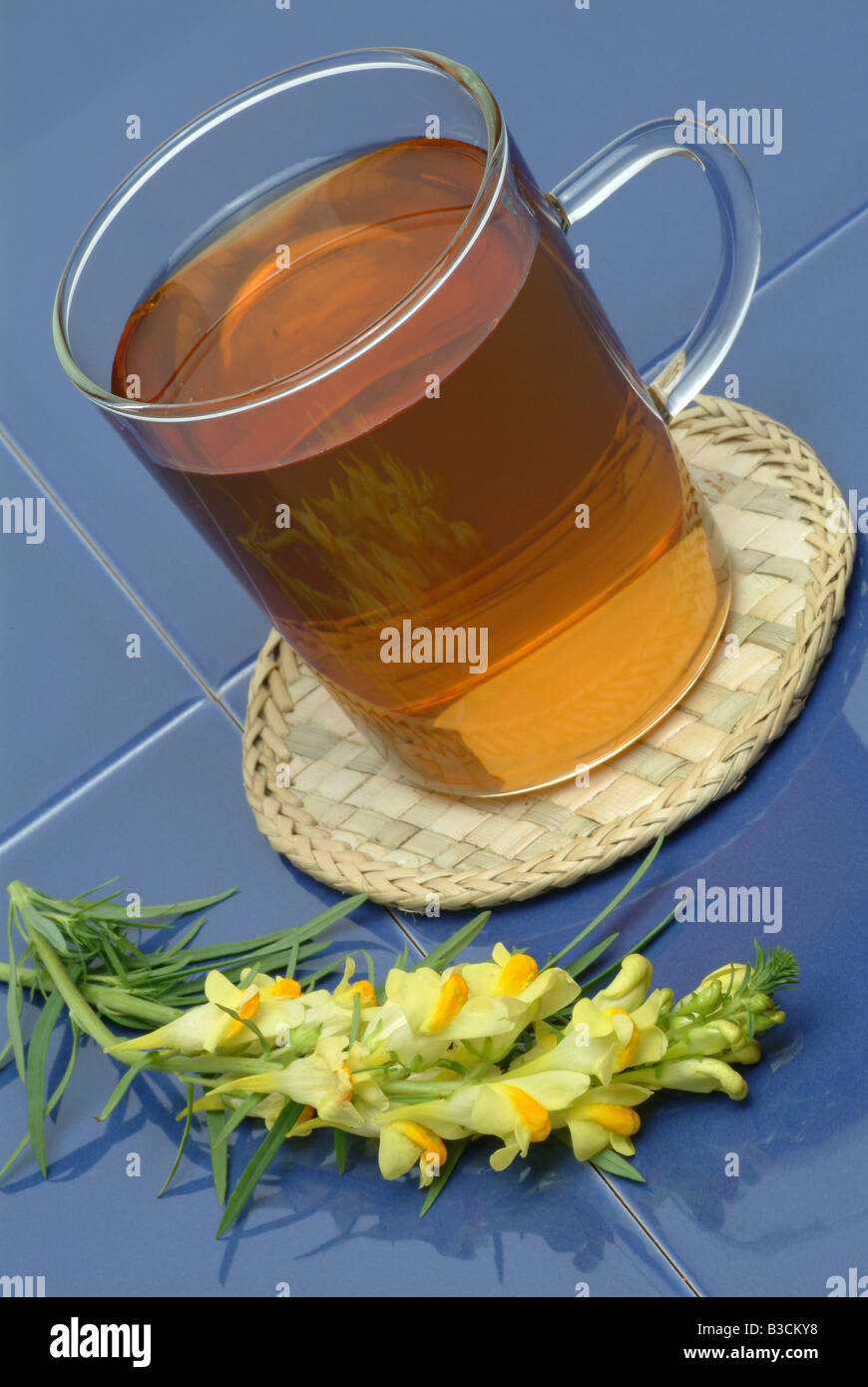 Tee aus gelben Leinkraut Heilpflanze Herbtea medizinischer Tee Linaria Vulgaris Linaria Linajola comune Stockfoto