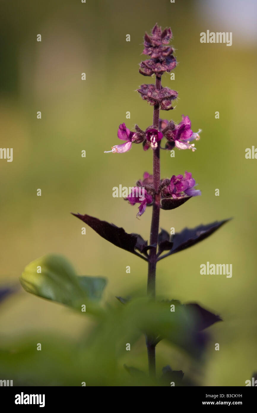 Pflanze rotes Basilikum (Ocimum Basilicum Rubin) Stockfoto