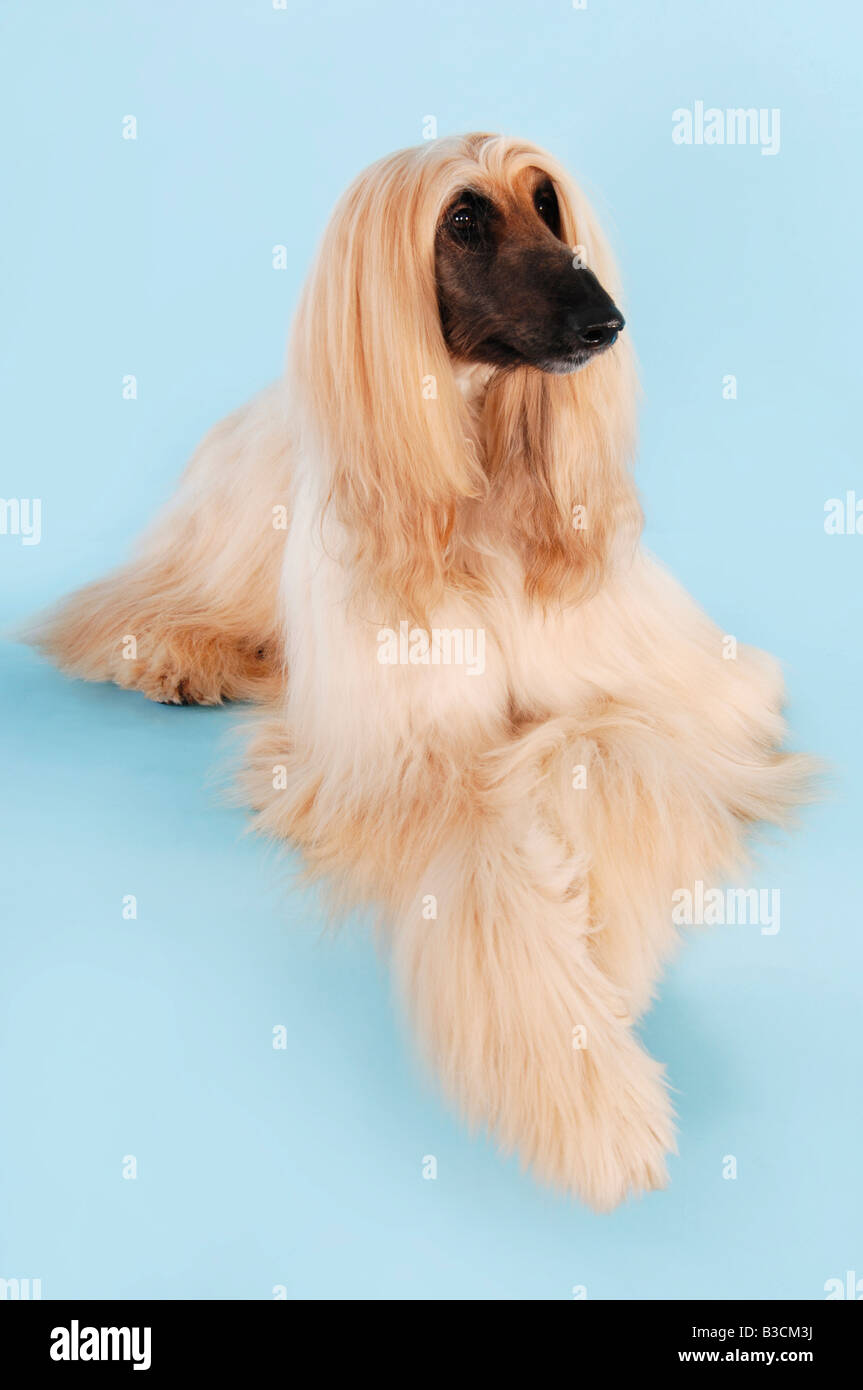 Afghanischer Windhund Stockfoto