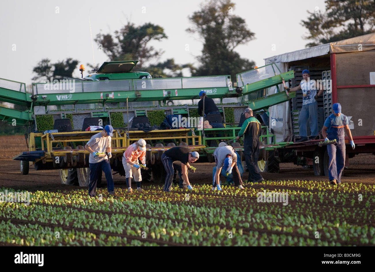 Arbeitsmigranten aus Osteuropa Pflanzung Salat auf einer Farm in Bawdsey, Suffolk, UK. Stockfoto