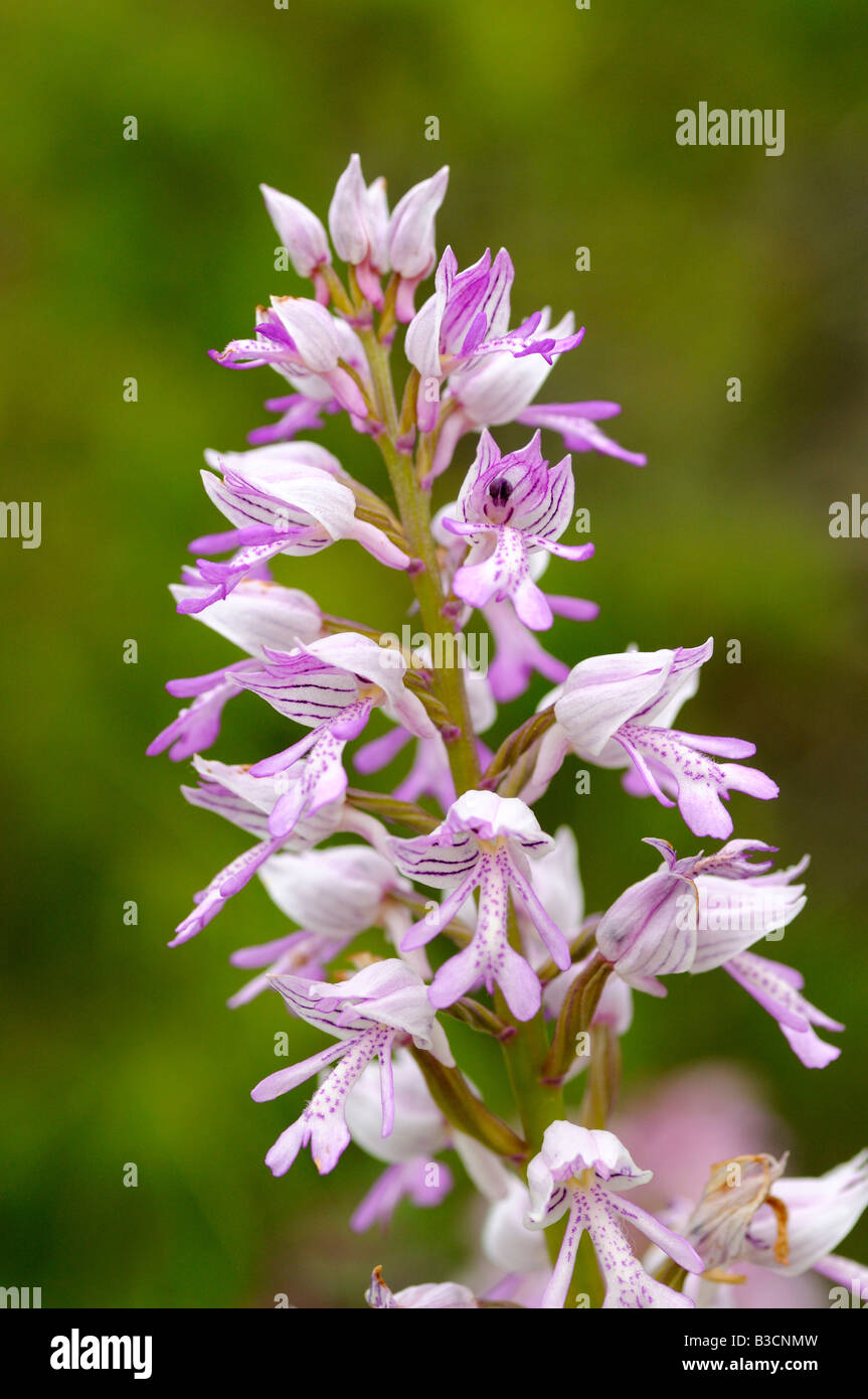 Militärische Orchidee Orchis Militaris, Orchidee Stockfoto