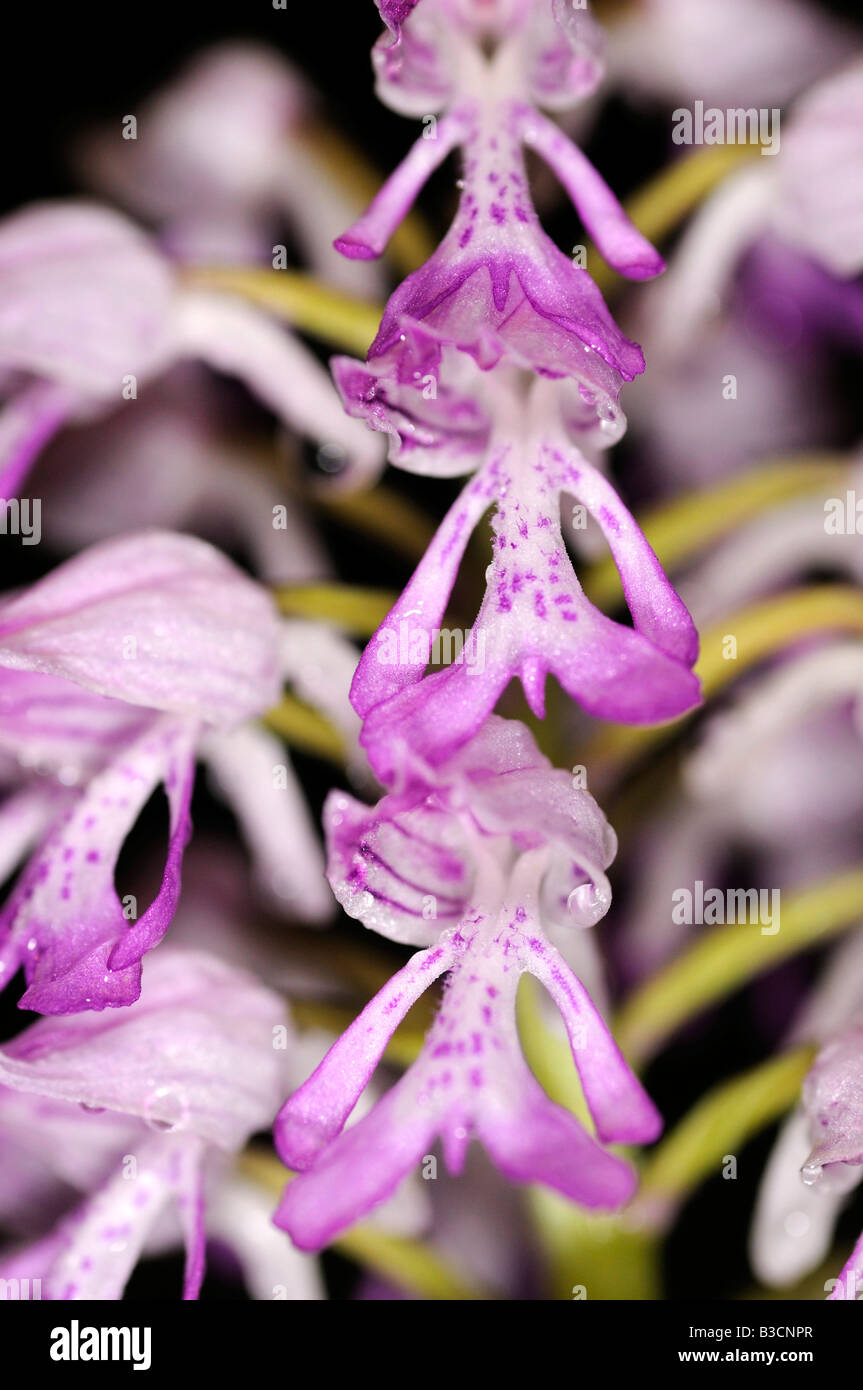 Militärische Orchidee Orchis Militaris, Orchidee Stockfoto