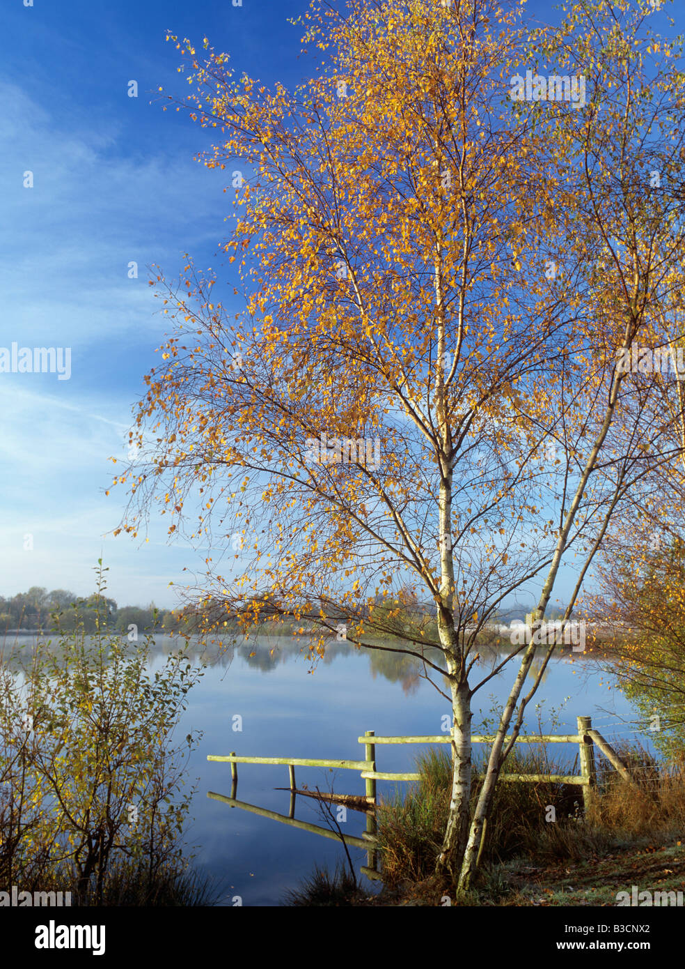 Sandhurst Berkshire England UK. Silver Birch Tree von Horseshoe Lake Kiesgrube am ruhigen Morgen im Herbst Stockfoto