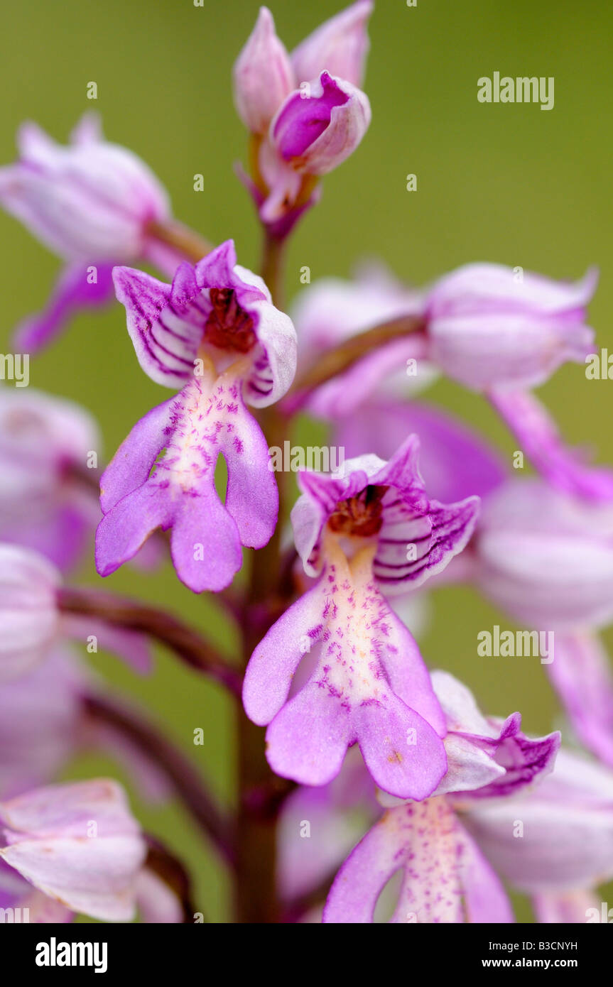 Militärische Orchidee, Orchis militaris, Orchidee Stockfoto