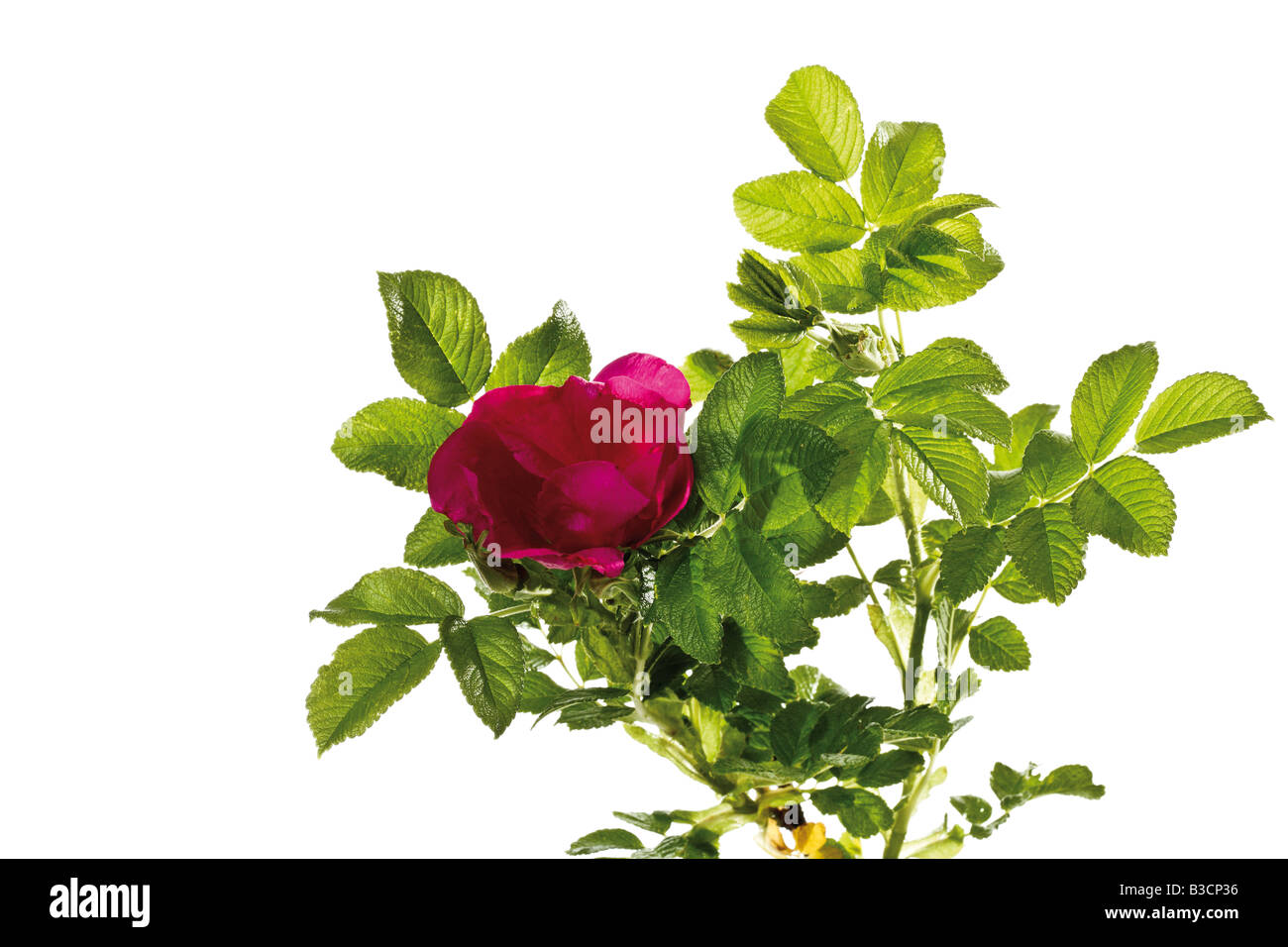 Blüten des Hundes rose (Rosa Canina), Nahaufnahme Stockfoto