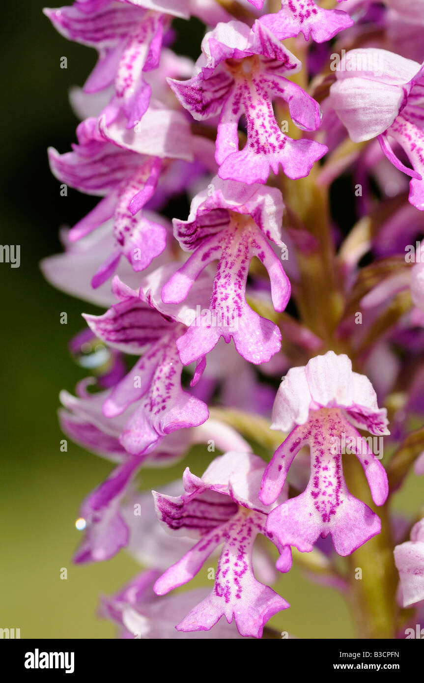 Militärische Orchidee Orchis Militaris Orchidee Stockfoto