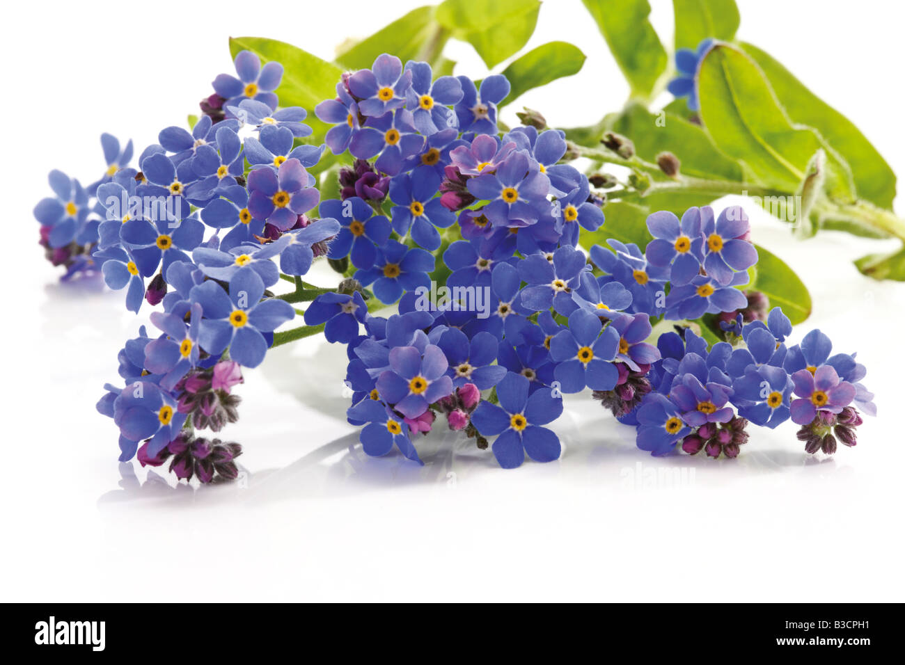 Vergissmeinnicht (Myosotis Sylvatica), Nahaufnahme Stockfoto