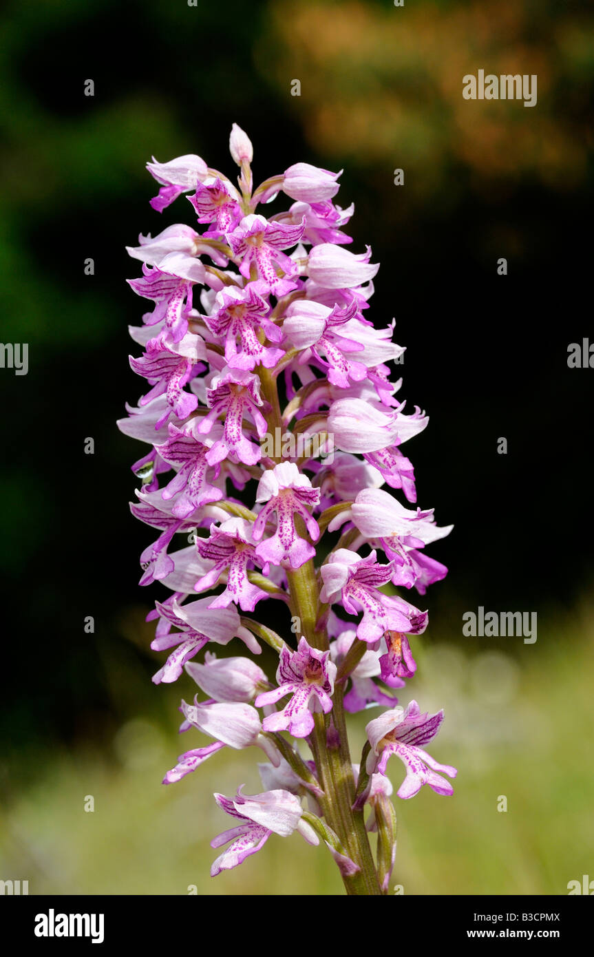 Militärische Orchidee, Orchis militaris, Orchidee Stockfoto