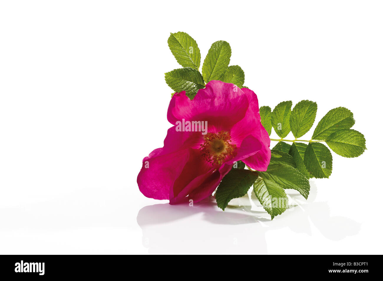 Blüten des Hundes rose (Rosa Canina), Nahaufnahme Stockfoto