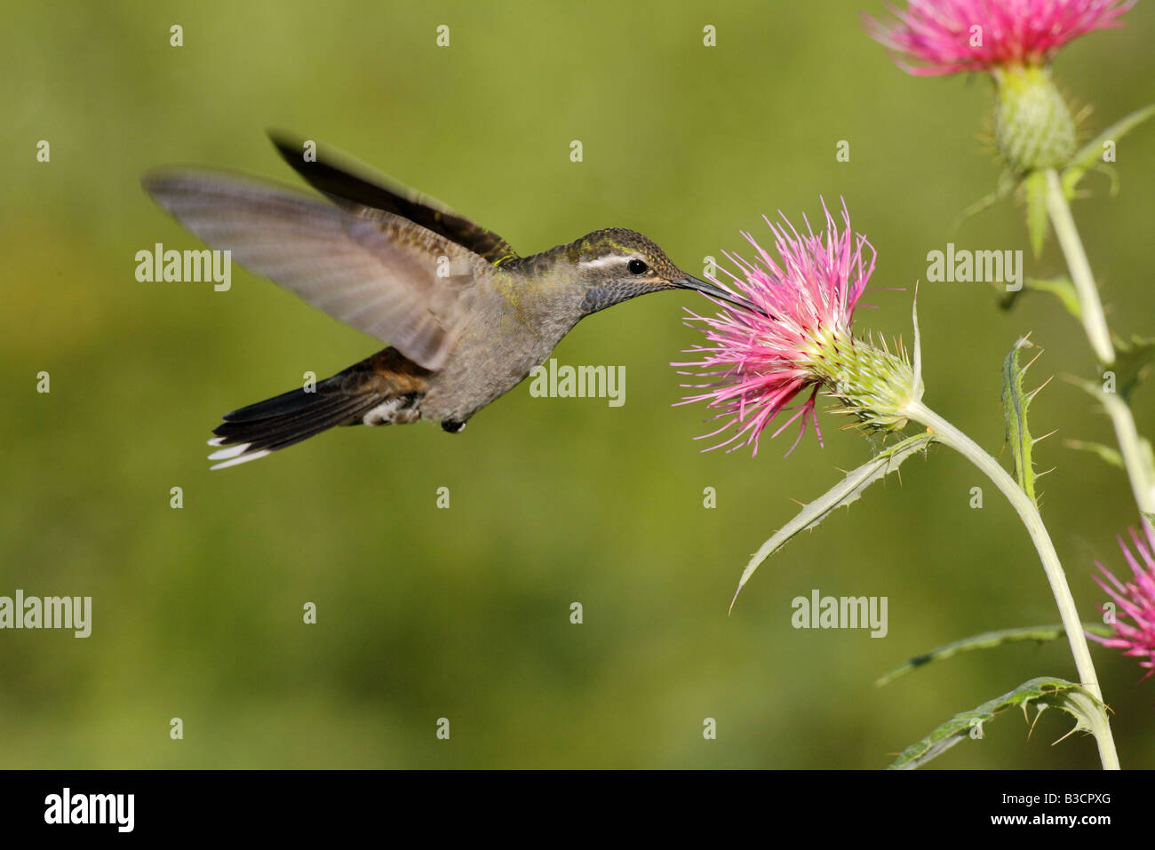 Blauthroated Kolibri Lampornis clemenciae Stockfotografie Alamy