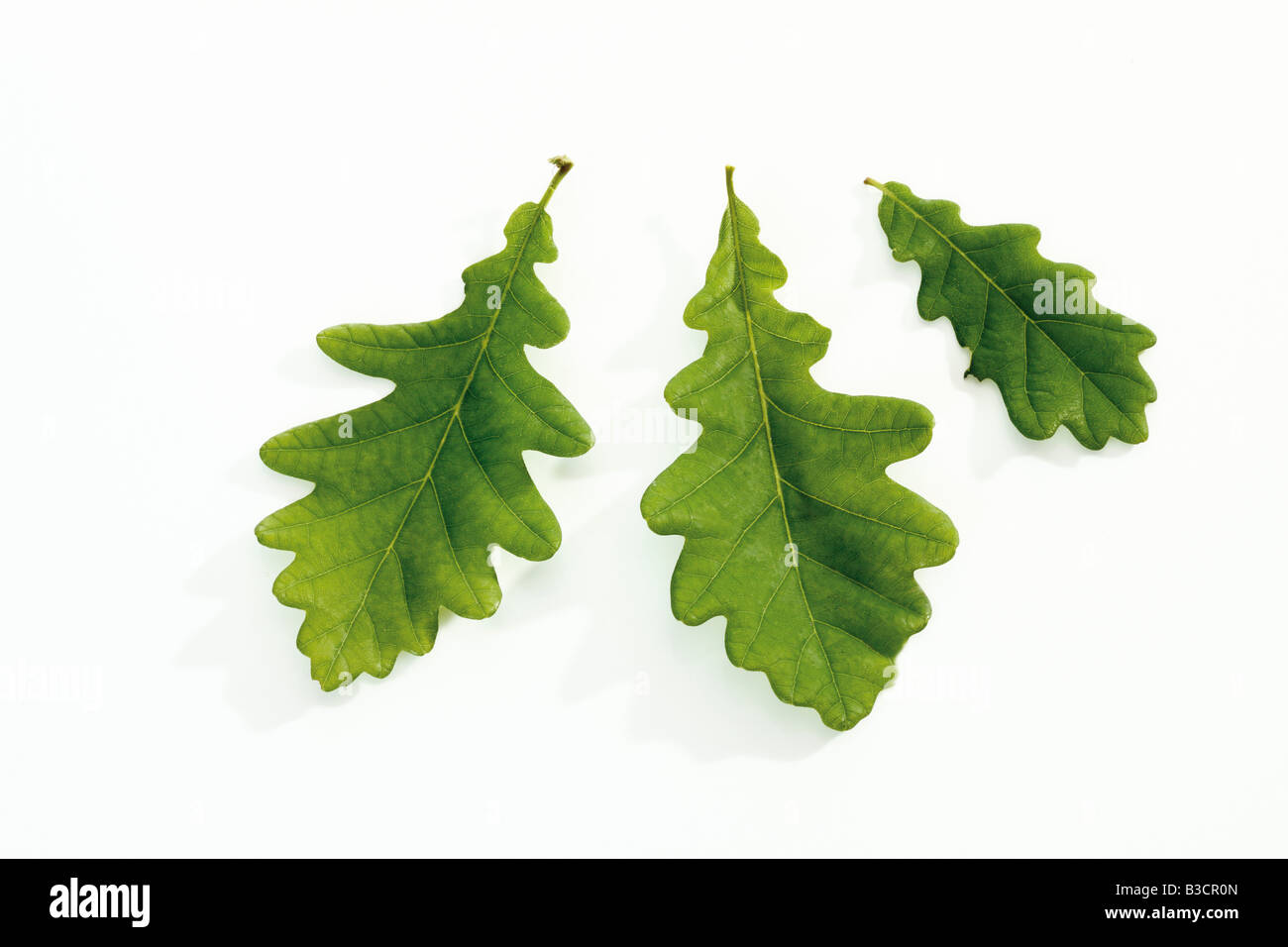 Eichenlaub, Nahaufnahme Stockfoto