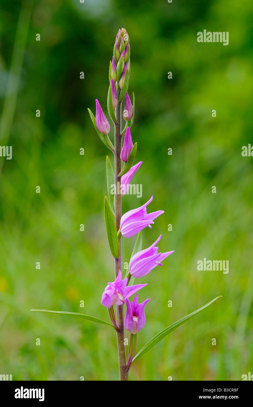 Rote Helleborine, Cepalanthera rubra, Orchidee, Schweiz Stockfoto