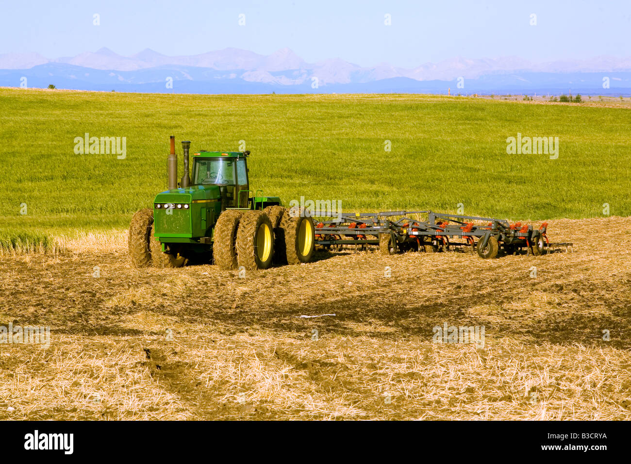 Weizen in einem Feld reif für die Ernte Stockfoto