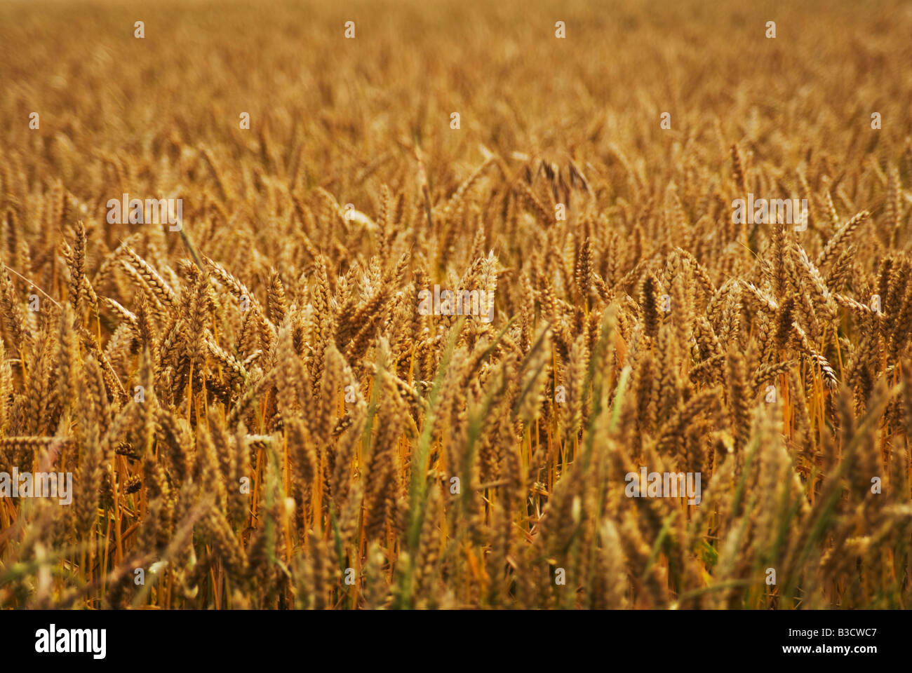 Gereifte Weizen, Essex, UK Stockfoto