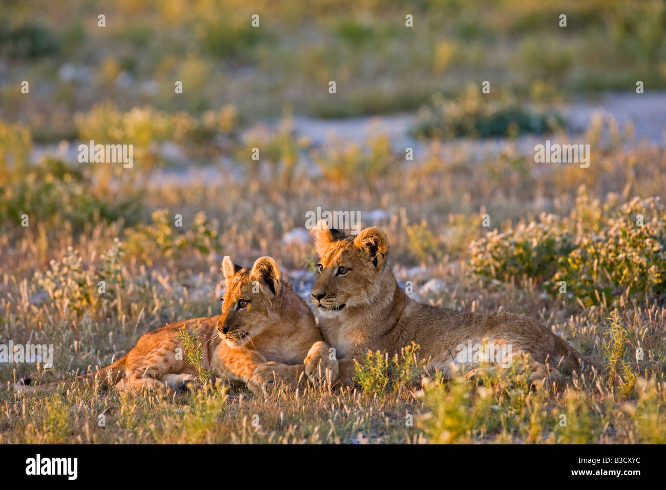 Afrika, Botswana, Löwenbabys (Panthera Leo) Stockfoto