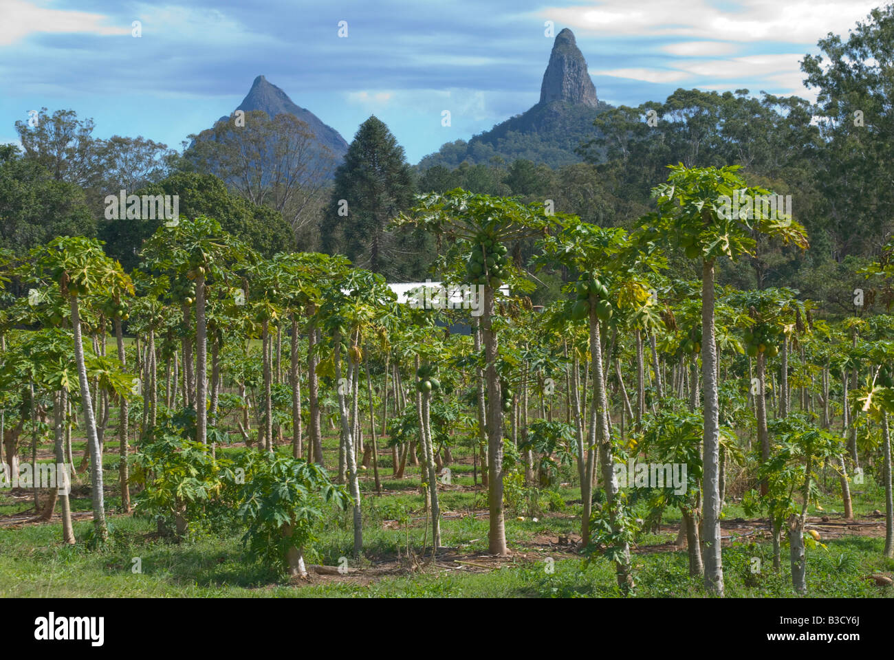 Paw Paw-Plantage in Queensland vor dem Hintergrund der Glasshouse Mountains in Australien Stockfoto