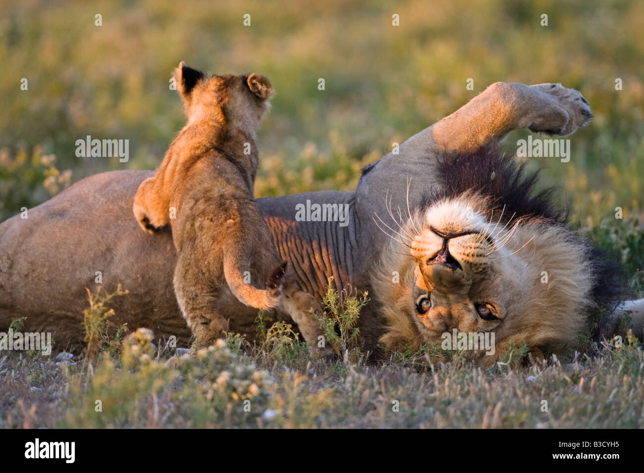 Afrika, Botswana, erwachsener männlicher Löwe (Panthera Leo) und cub Stockfoto Afrika, Botswana, erwachsener männlicher Löwe (Panthera Leo) und cub Stockfoto