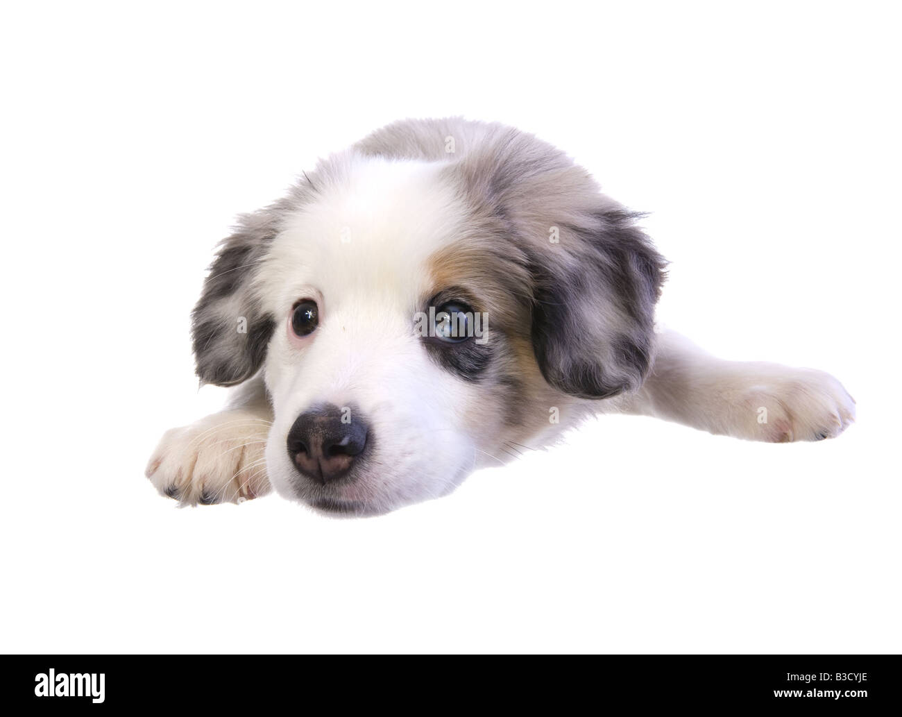 Niedliche Miniatur Australian Shepherd Welpe liegend isoliert auf weißem Hintergrund Stockfoto