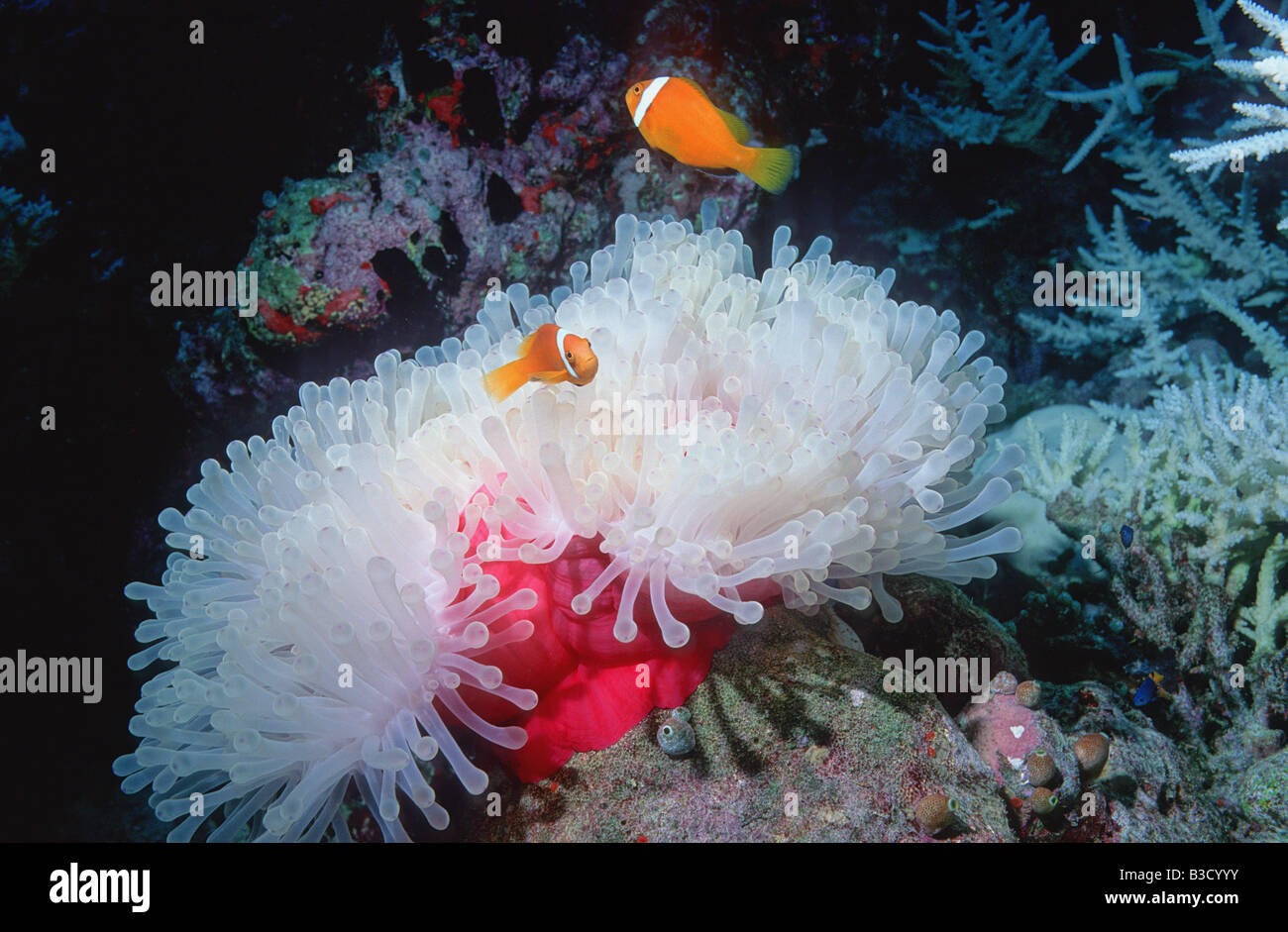 Herrliche Seeanemonen, die Auswirkungen der Bleiche mit Malediven Anemonenfischen Stockfoto