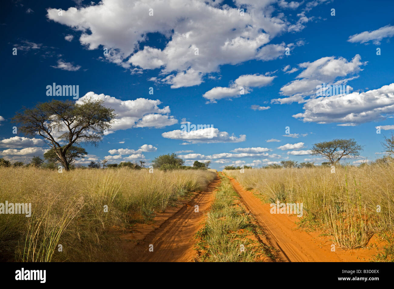 Afrika, Botswana, Steig durch die Kalahari-Wüste Stockfoto