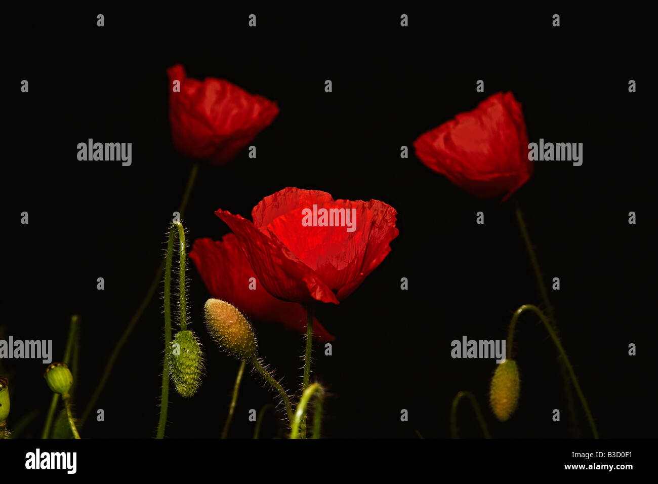 Mohnblumen Komposition auf dem schwarzen Hintergrund Stockfoto