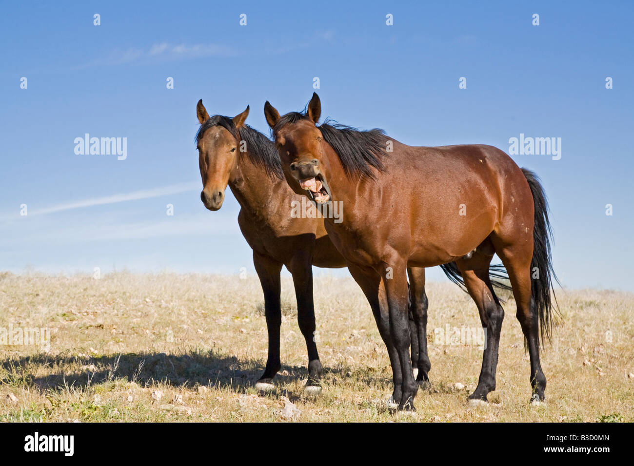 Afrika, Namibia, Aus, wildes Pferd wiehern, Porträt Stockfoto