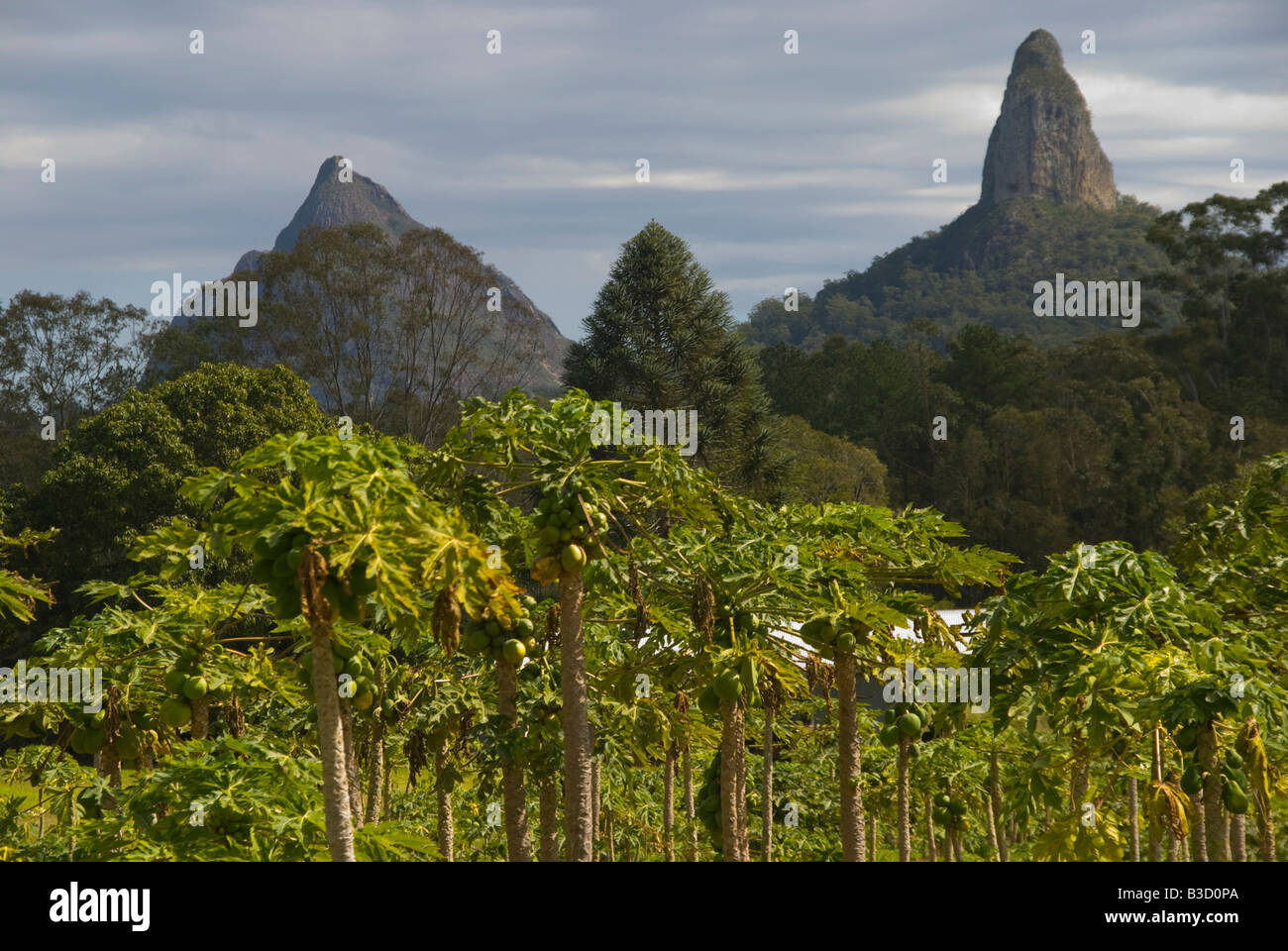 Paw Paw-Plantage in Queensland vor dem Hintergrund der Glasshouse Mountains in Australien Stockfoto