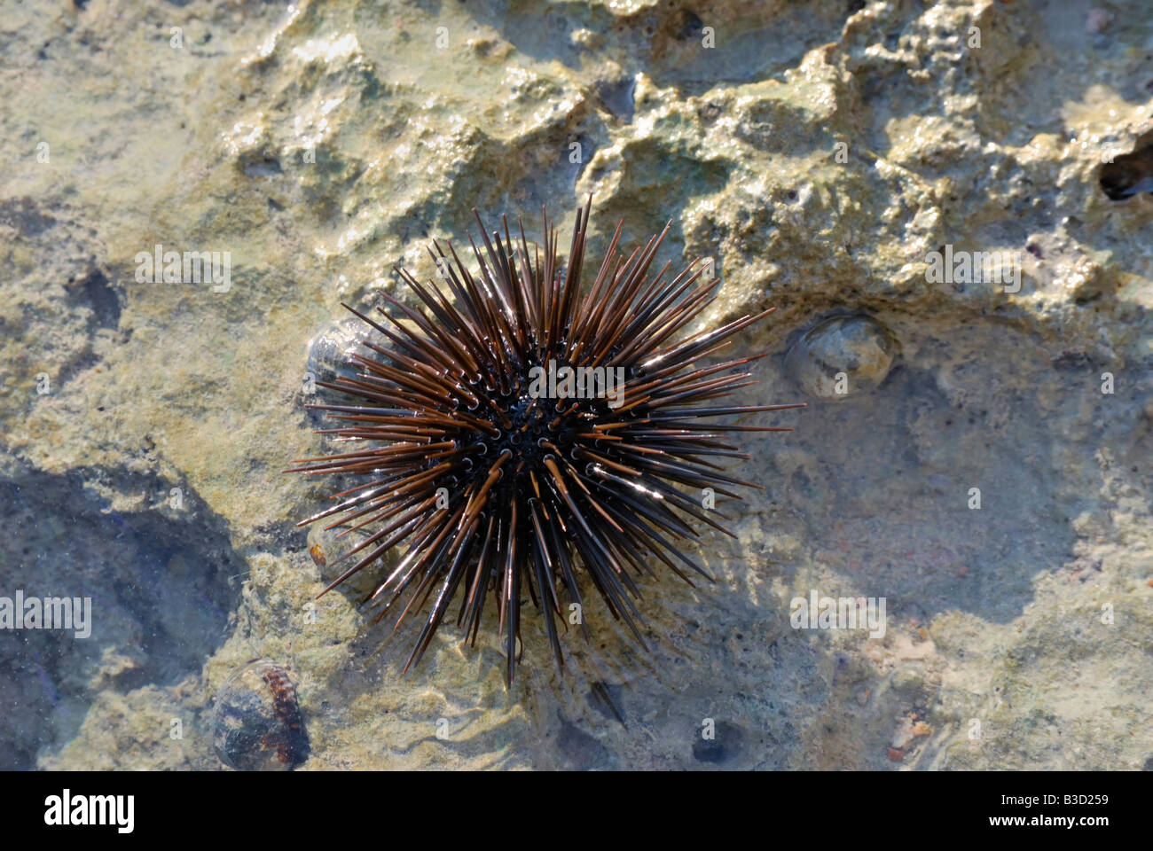 Seeigel lila gekippt Seeigel Psammechinus Miliaris am Ufer an den niedrigen Gezeiten ausgesetzt Stockfoto