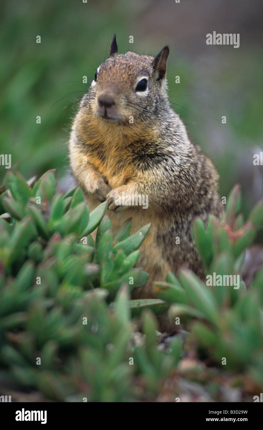 Ein freches Eichhörnchen Stockfoto